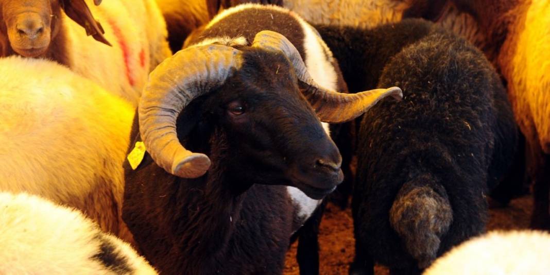 Et ve Süt Kurumu satılmayan kurbanlıklar için fiyat listesini yayımladı 7